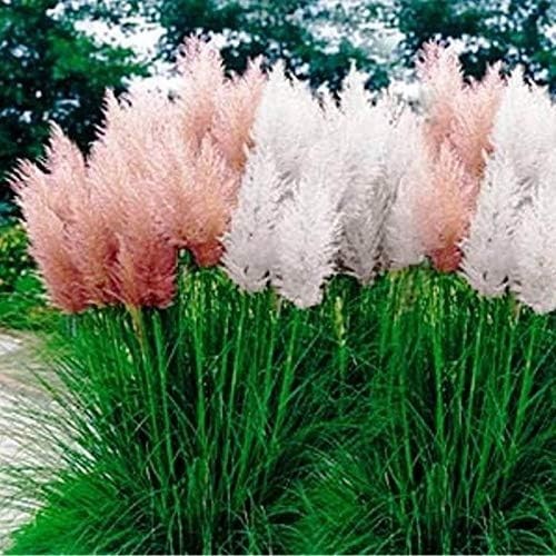 Mix Pampas Grass Seeds – 1,000 Pcs. Perennial, Drought-Tolerant Ornamental Gr…