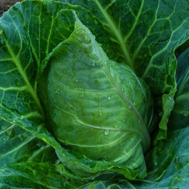 400+ Champion Collard Greens Seeds —– Heirloom