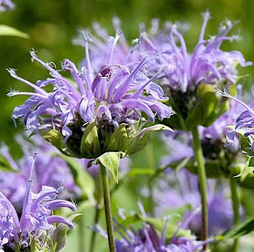 Monarda media | Purple Bergamot | 200_Seeds
