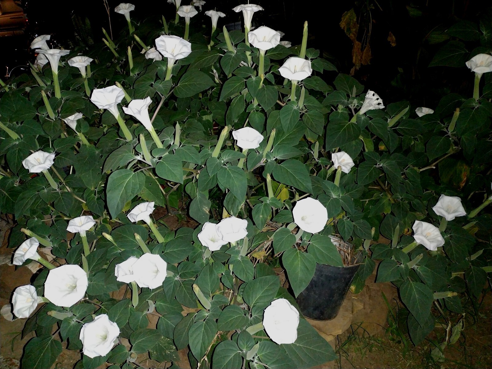 MOONFLOWER ANGEL TRUMPET 100 SEEDS~HUGE BLOOMS~EASY TO GROW 🪴 FREE SHIPPING