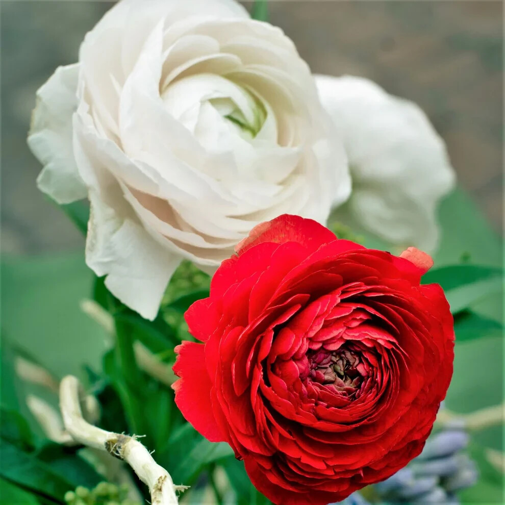 Ranunculus Flower Bulbs 25 Mix Colors Corms Peony Rose Buttercup Spring Flowers