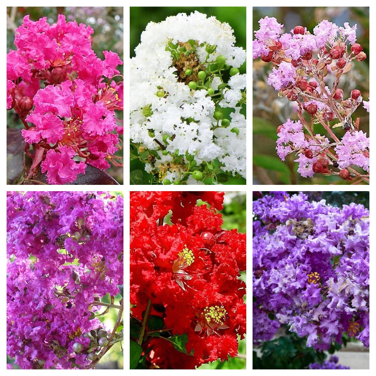 1000 Bulk CREPE MYRTLE Mixed Colors Lagerstroemia Indica Tree Shrub Flower Seeds