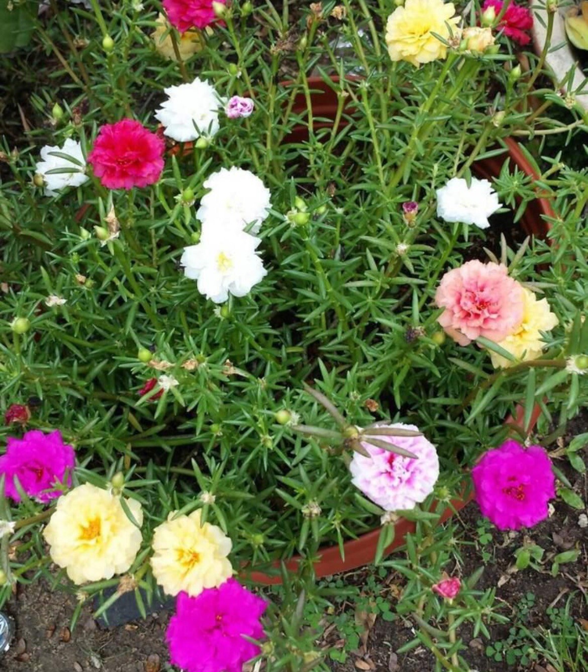 2000+ SEEDS MOSS Rose Double Mix ColorSeeds Portulaca grandiflora Buy2Get1FREE