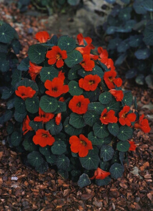 Nasturtium Empress of India 100 seeds