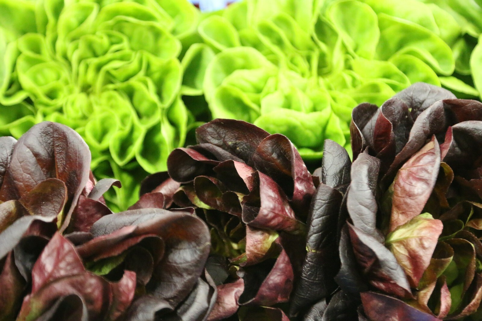 Cimmaron Romaine NON-GMO Heirloom 850+ seeds US Seller Free Shipping!