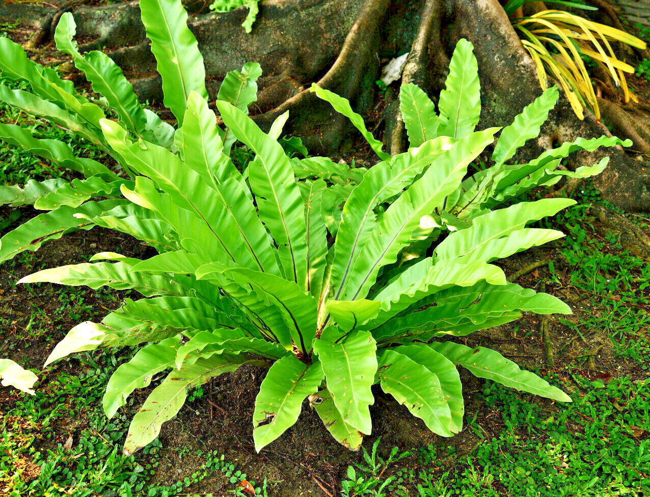 HARDY TONGUE FERN 1001 SPORES (SEEDS) COLD HARDY ASPLENIUM SCOLOPENDRIUM