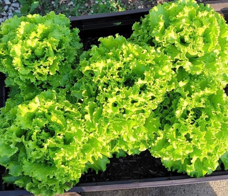 400 Organic Grand Rapids Leaf Lettuce Fresh Seeds, Slow-Bolting, Ohio 2026 🇺🇸
