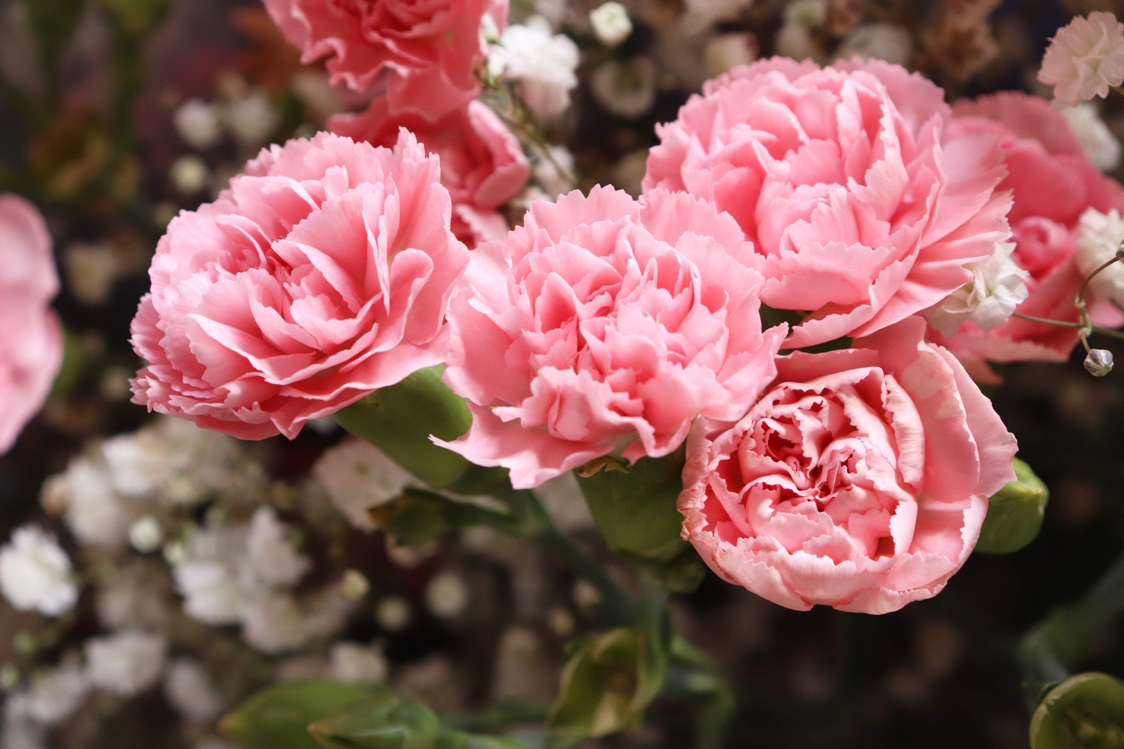 50 La France PINK CARNATION Dianthus Caryophyllus Chabaud Flower Seeds *Comb S/H