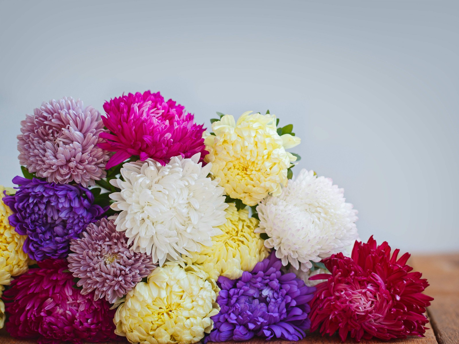 30 MIXED PAEONY ASTER Callistephus Peony Red Pink Blue Purple + Flower Seeds
