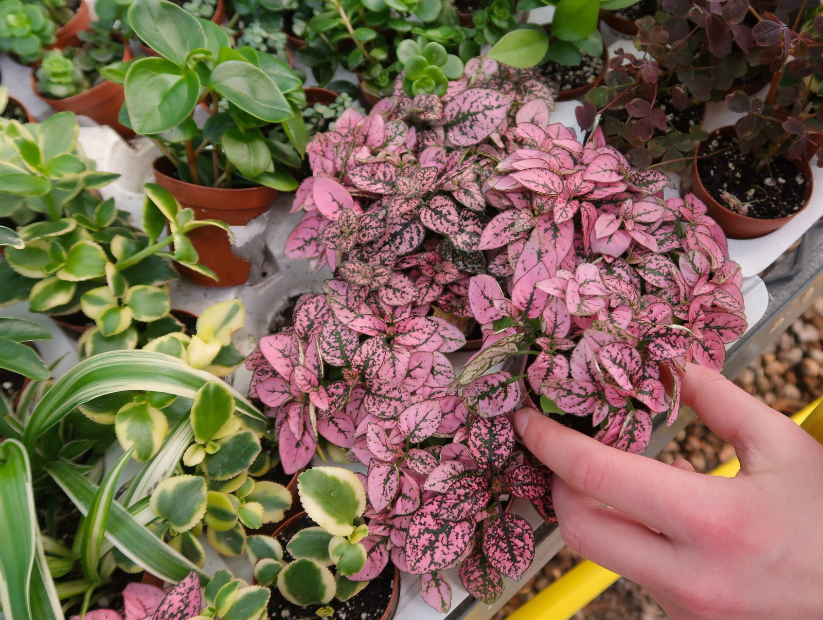 10 Dwarf PINK POLKA DOT PLANT Splash Select Hypoestes Phyllostachya Flower Seeds