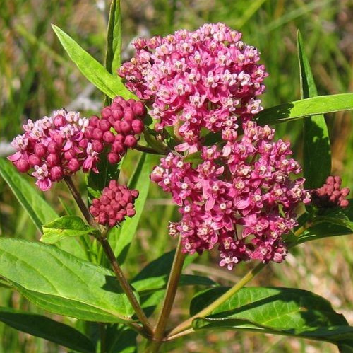 MILKWEED SEEDS 100+ “SWAMP” perennial FLOWER garden BUTTERFLY FREE SHIPPING