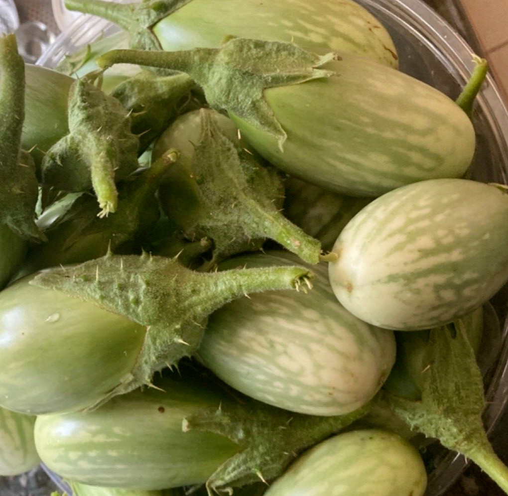30 Indian Green Eggplant Fresh seeds NON-GMO Eggplant Seeds,