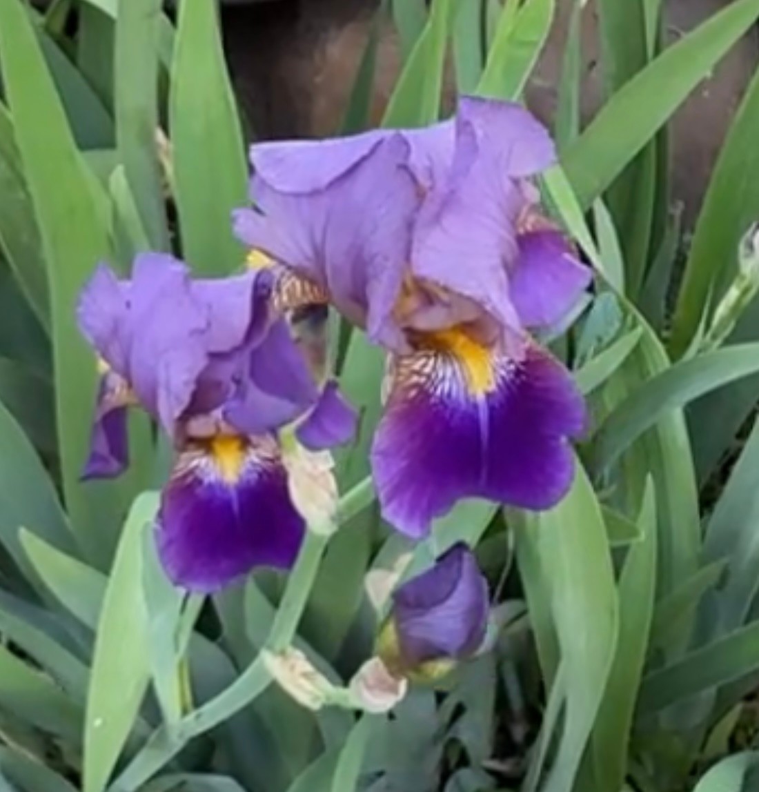 3 Tall Bearded Iris ALCAZAR Rhizomes/Bulbs~HEIRLOOM /HISTORIC~Purple/FRAGRANT