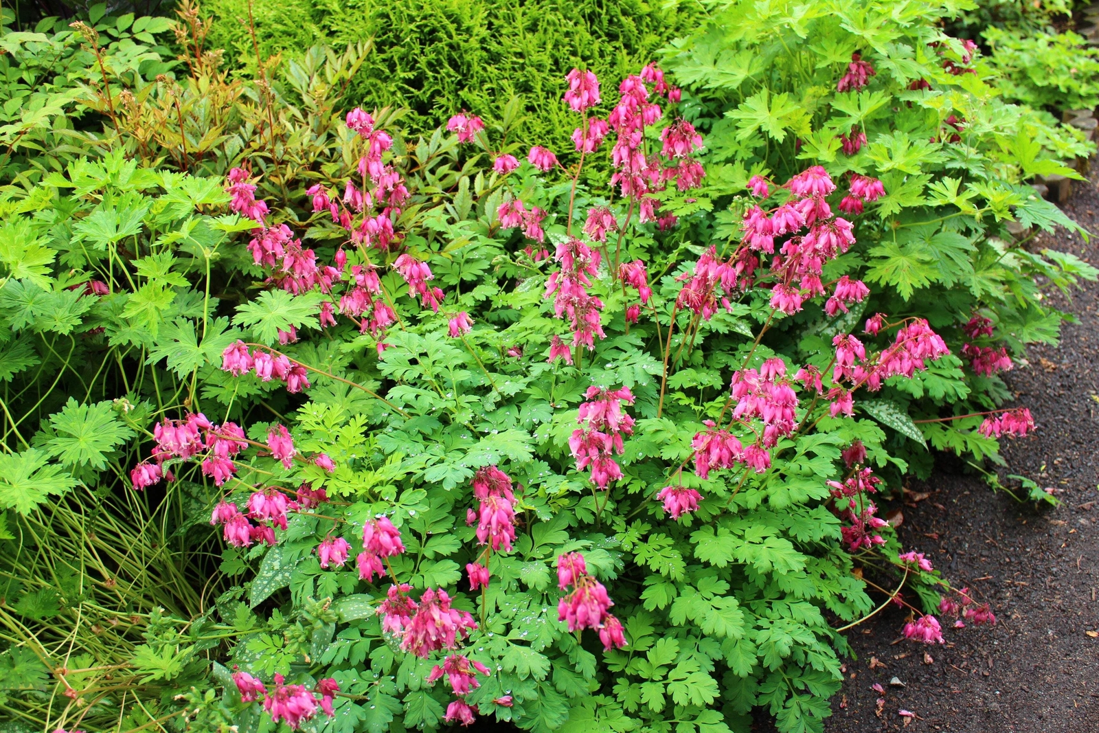 10 FRINGED / FERN LEAF BLEEDING HEART Dicentra Eximia Pink Flower Seeds *CombS/H