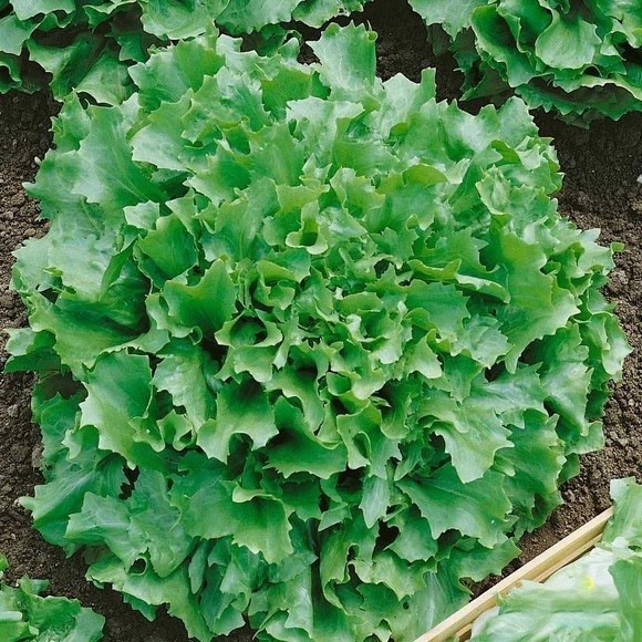Green Curled Rufflec ENDIVE 200 – 8000 Seeds heirloom delicious tender leaves