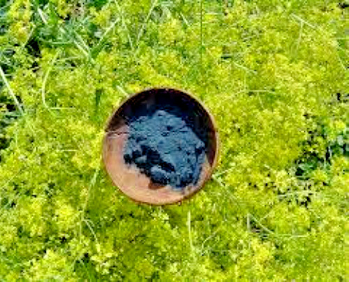 WOAD SEEDS, 100, Chinese Woad, Da qing; Qing dai, Isatis indigotica, Medicinal