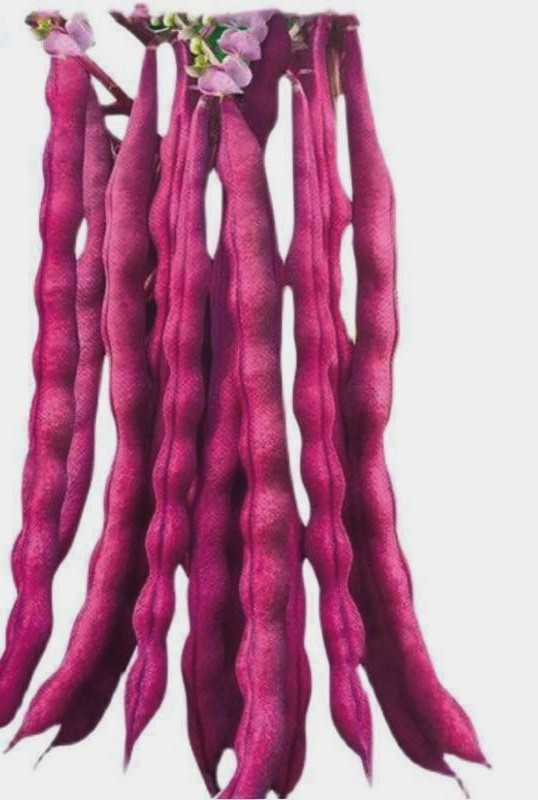15+ Purpose Pole Bean seeds Stringless Bean producer |Free Shipping No Tracking