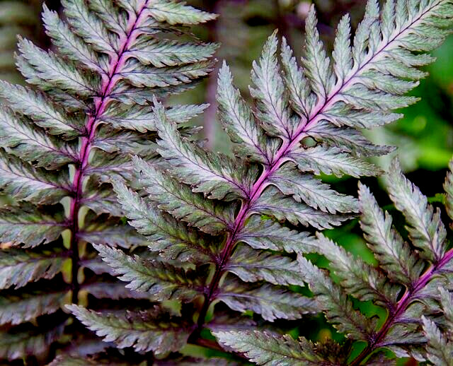 LADY FERN ‘REGAL RED’ 1000 SPORES (SEEDS*) FILIX FEMINA NIPONICUM, COLD HARDY