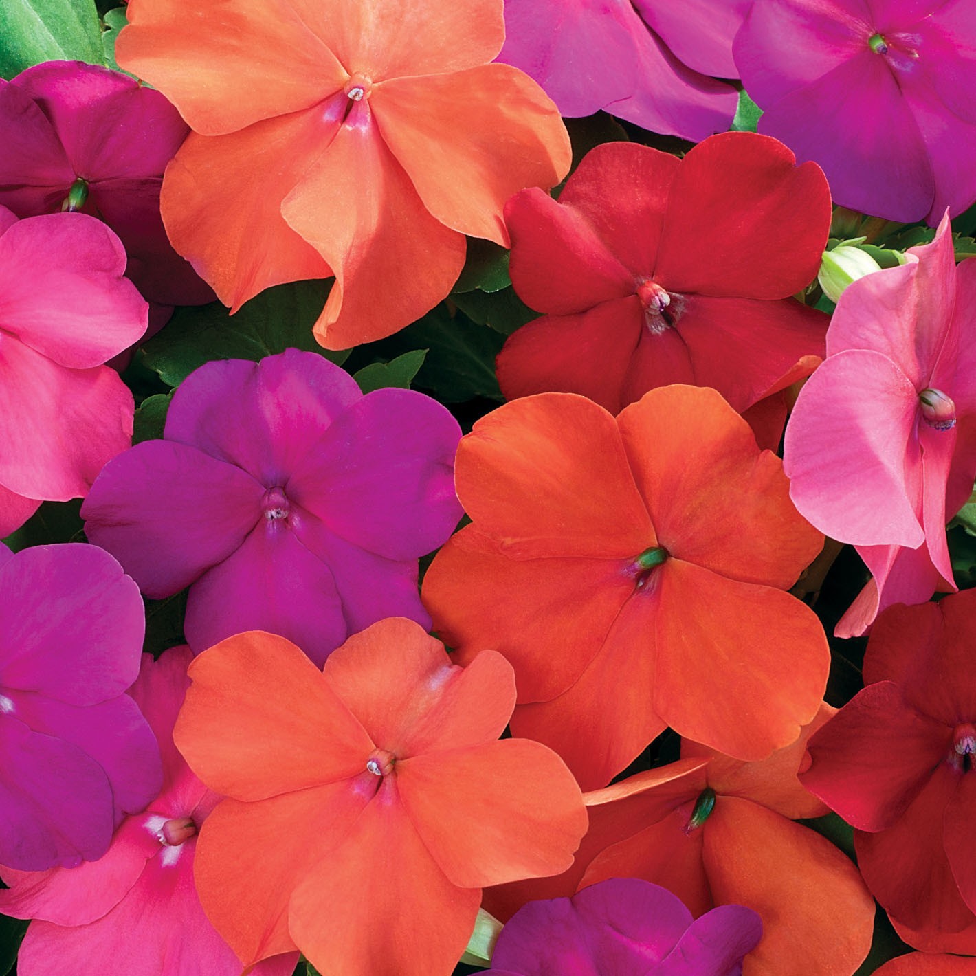 100 Seeds Impatiens Walleriana Seed Mix For Planting – Tango Mix Flower Seeds