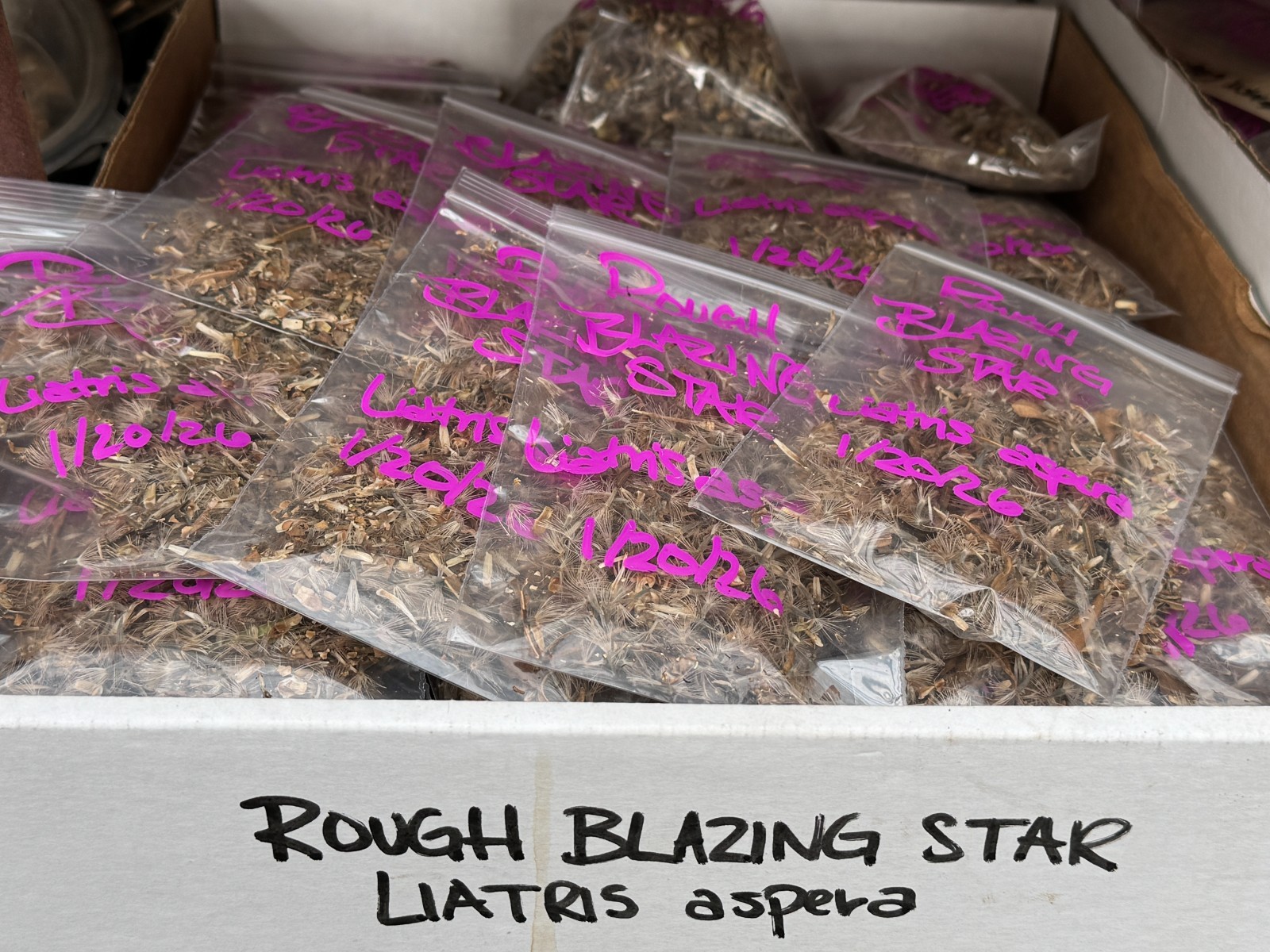 BULK SEEDS!…Liatris aspera…Rough Blazing Star…QTY/bag=1000