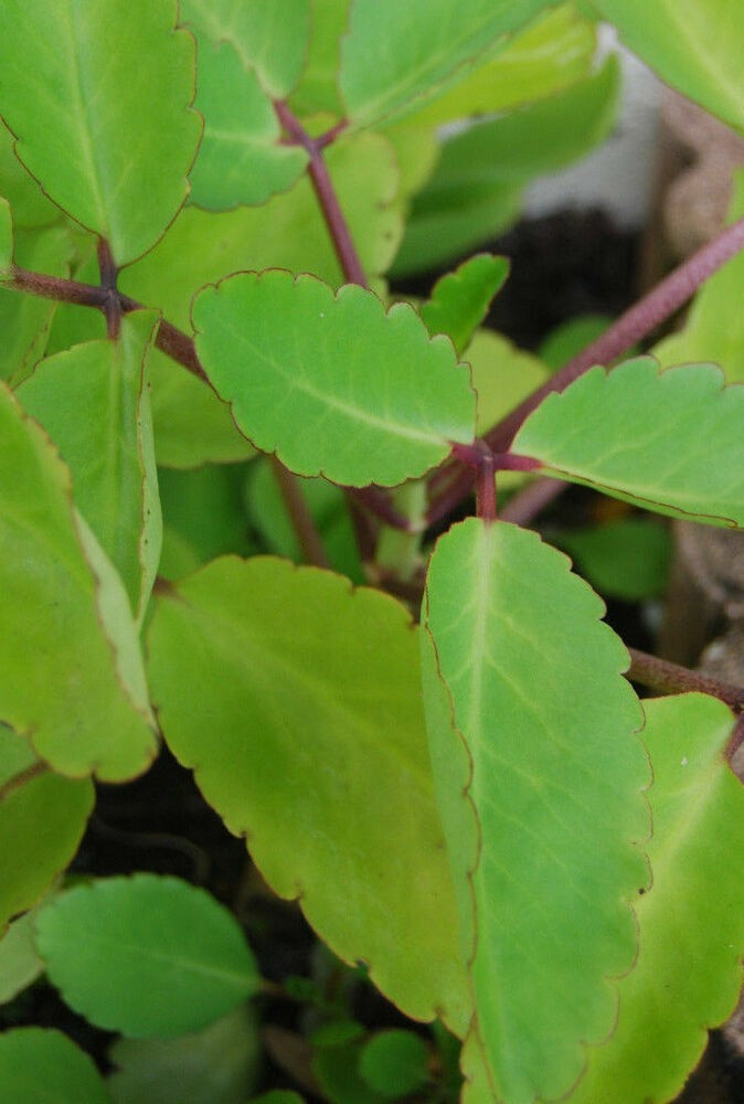 Miracle Leaf 12 count Folklore Medicinal Kalanchoe