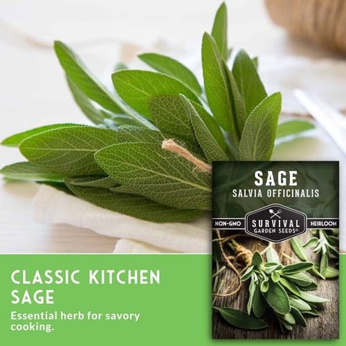 Packs Culinary Sage Seed for Planting – Packet with Instructions to Grow 2