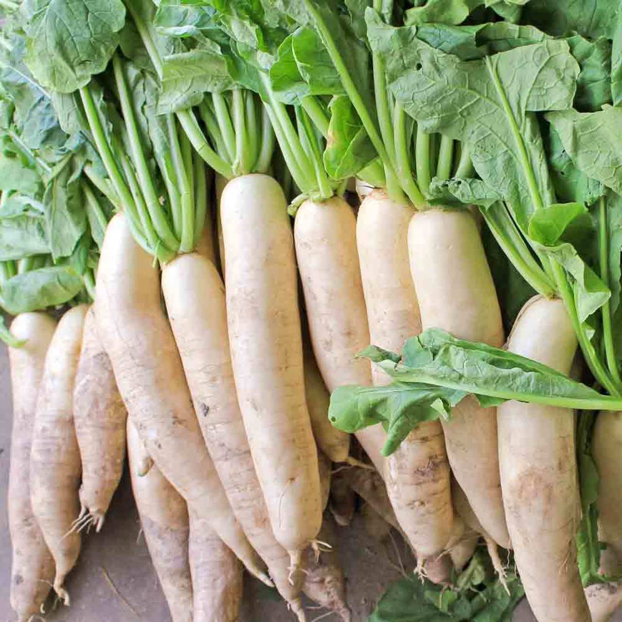 Daikon Radish Seeds, 1 LB, Deer Food Plot, Extremely Large Radish, FREE SHIPPING