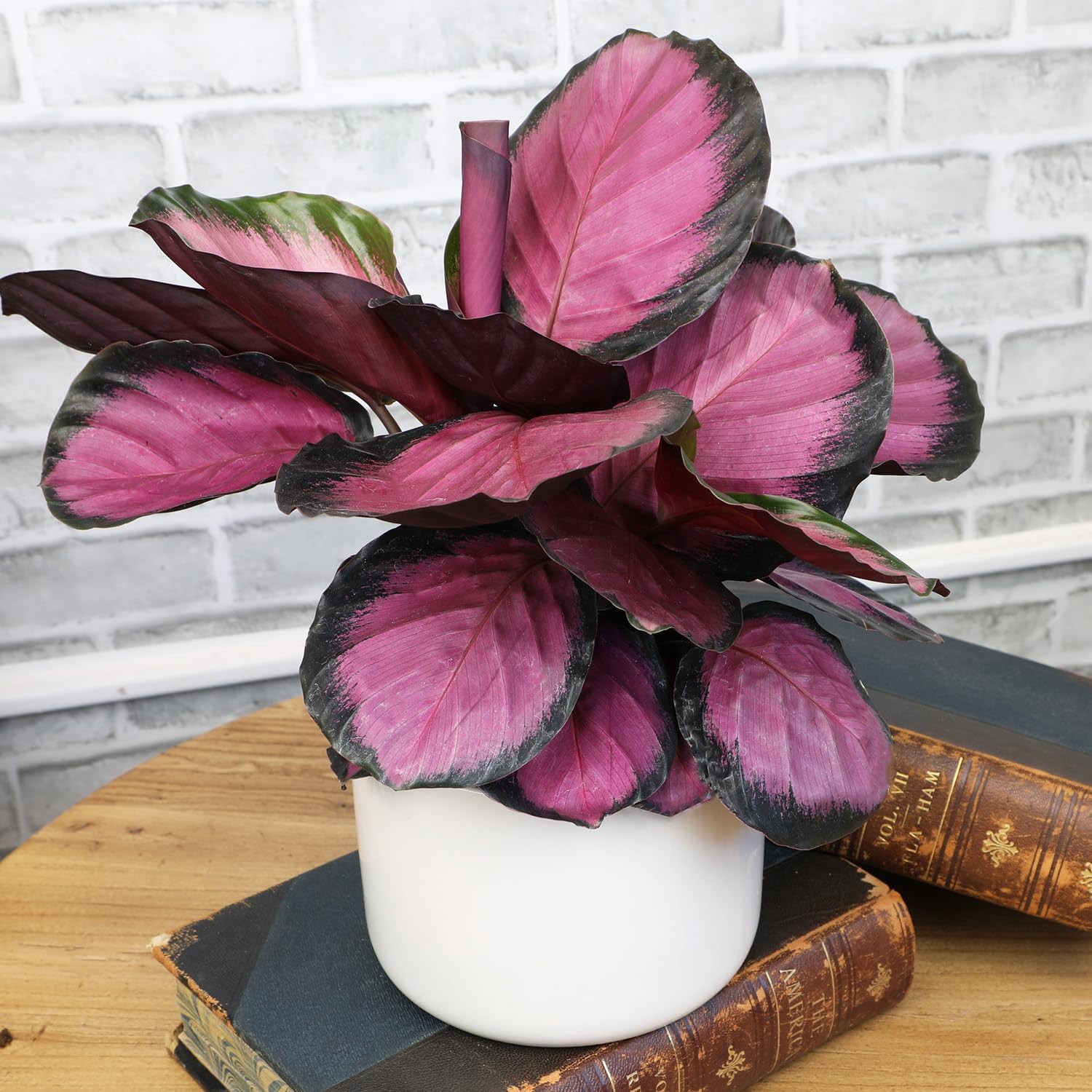 Purple Prayer Plant (Calathea Roseopicta) in 6″ Grower Pot, Pet Friendly Hous…