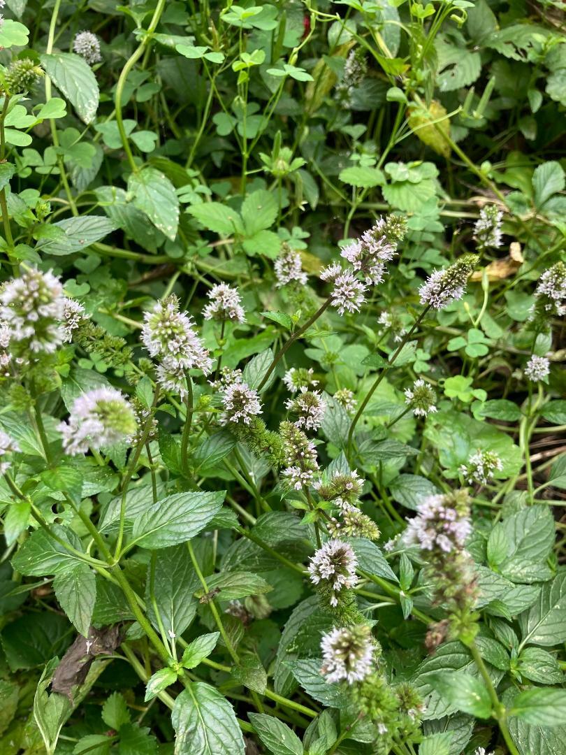 Chocolate Mint Herb Plant 25 Seeds USA Seller USA Seller Home Grown