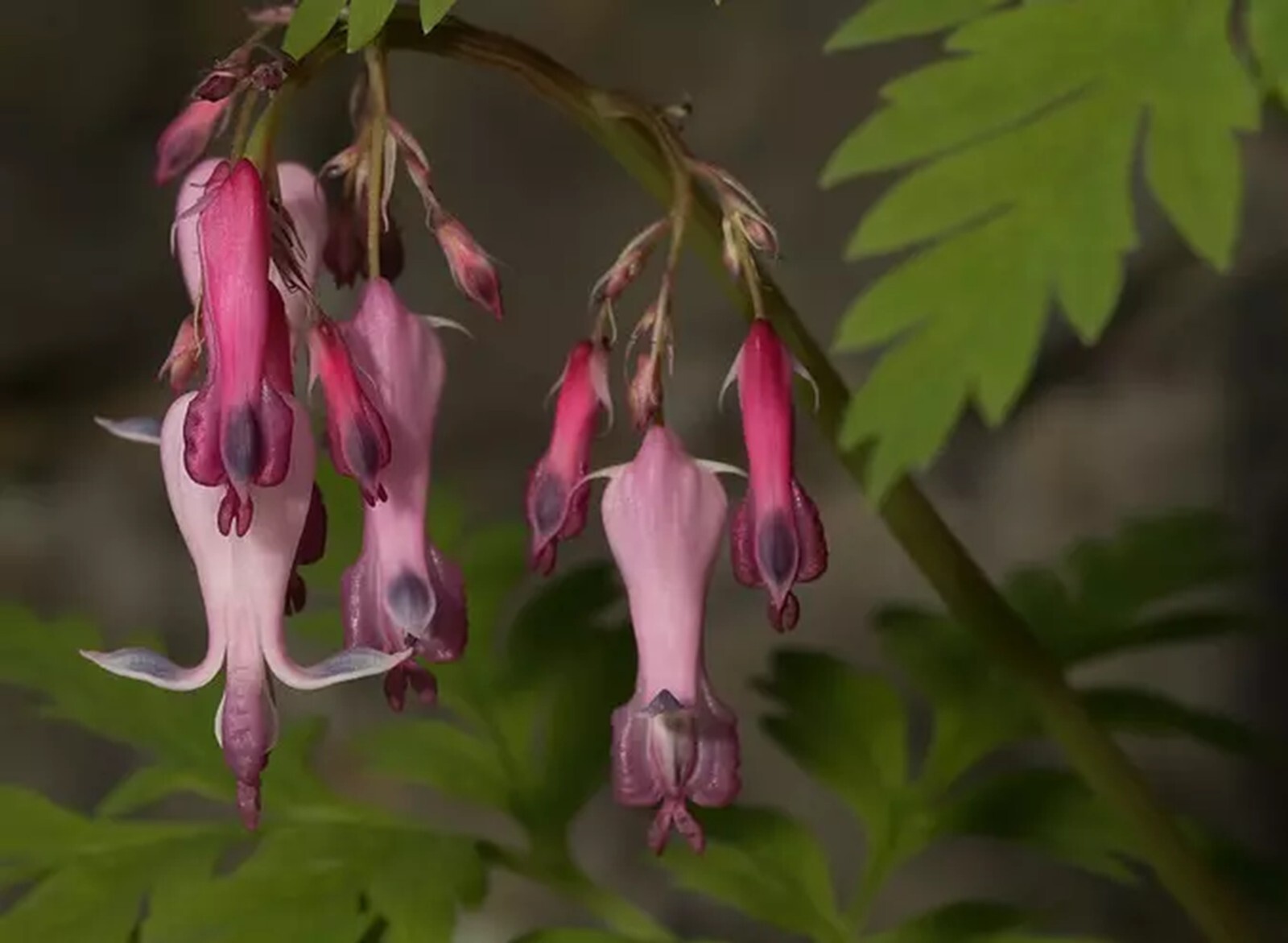 25 Pink Punch Bleeding Heart Seeds Dicentra Spectabilis Flowers Seed US SELLER