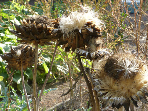 50+ Globe Artichoke Seeds Organically Grown USA Heirloom Non-GMO Packed For 2021