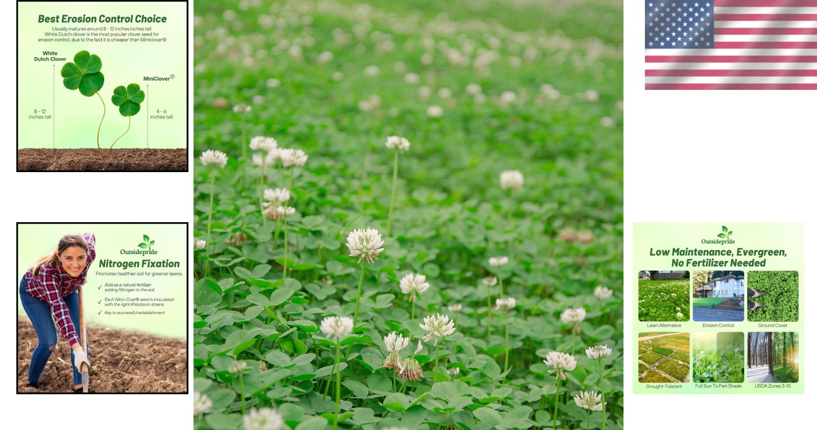Quick-Germinating White Clover Seed – 1/4 lb for Lush Lawns & Erosion Control