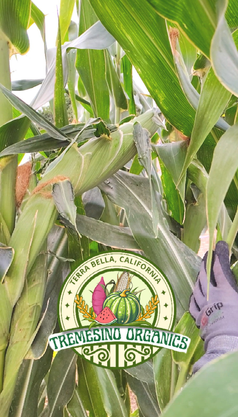 Mexican Sierreño White Corn 50 Seeds- Maiz Criollo Sierreño Mexicano,50 Semillas
