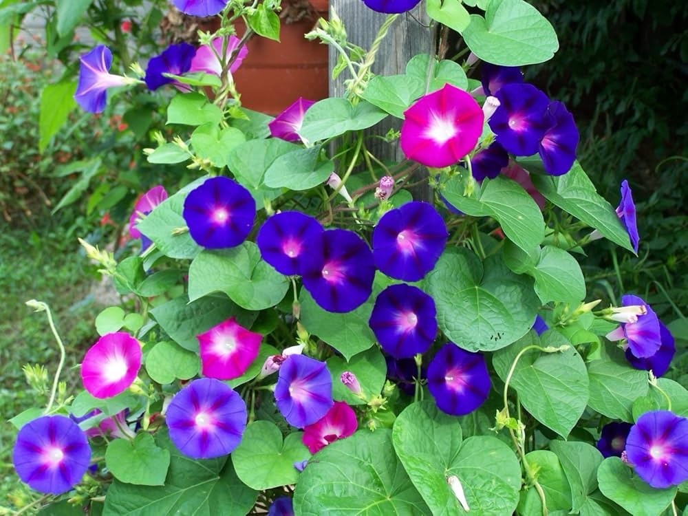 Morning Glory Seeds – 100pcs Mixed Color Blooms for Stunning Garden