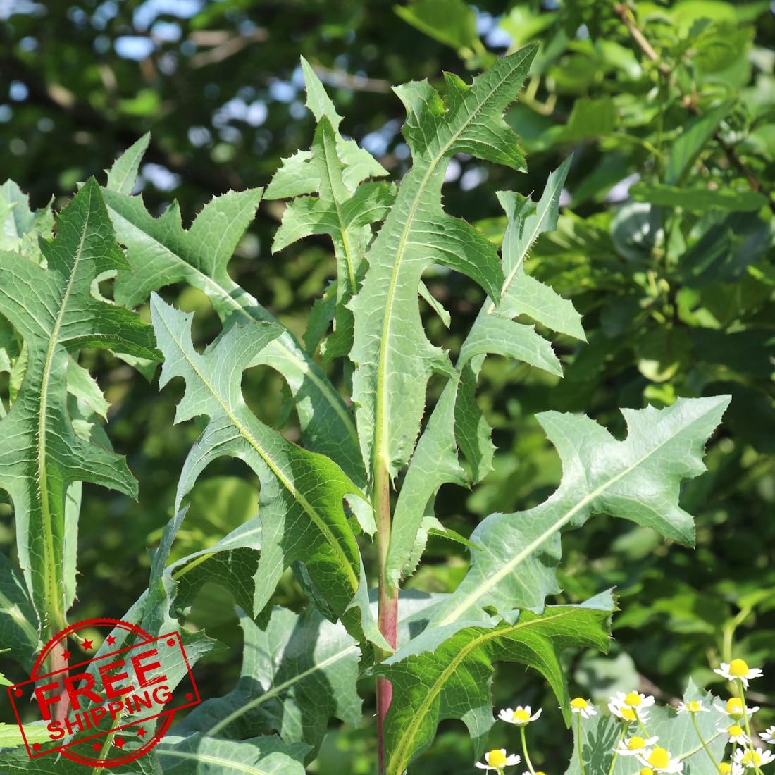 Earthcare Seeds Wild Lettuce 50 Heirloom Non GMO Lactuca virosa