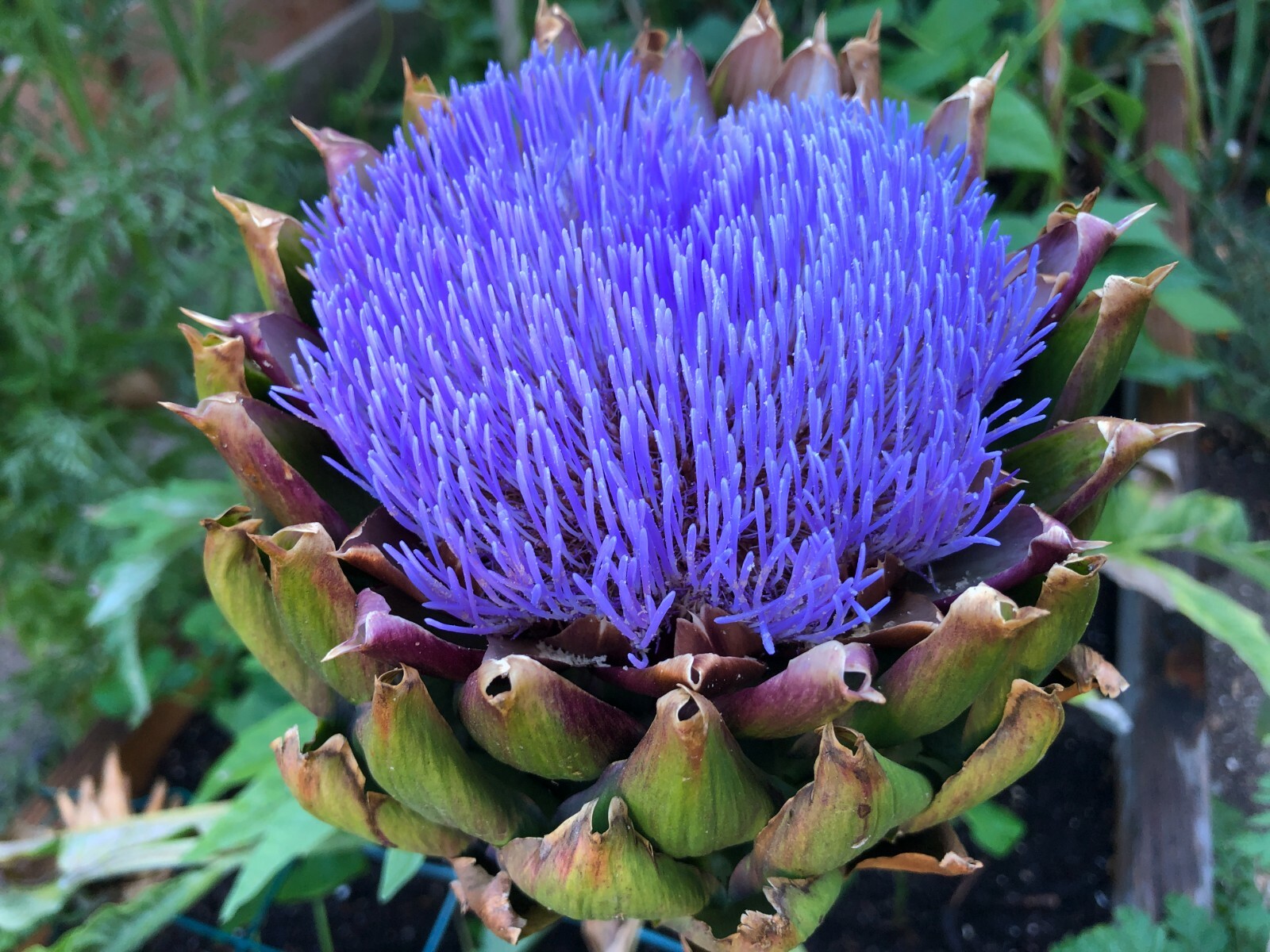 50+ Globe Artichoke Seeds Organically Grown USA Heirloom Non-GMO Packed For 2021