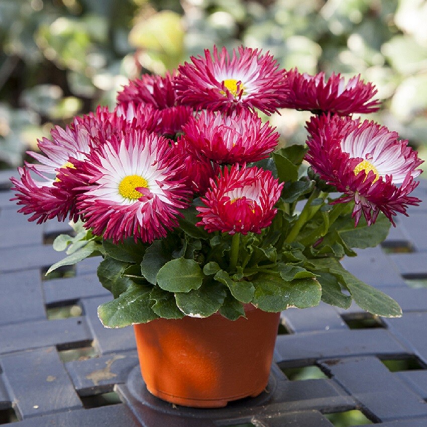 Bellis Seeds Bella Daisy Red 25 Pelleted Seeds English Daisy