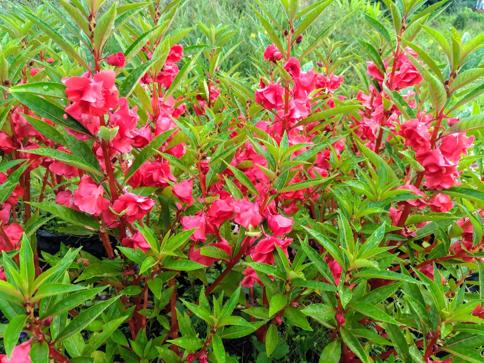 100 IMPATIENS Balsamina (Balsam / Lady Slipper / Touch Me Not) Flower Seeds