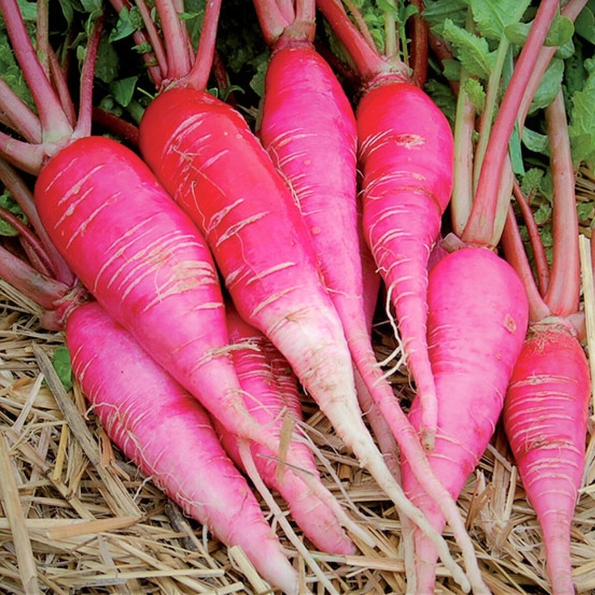 China Rose Radish Seeds | Pink Red White Radishes Garden Vegetable Seed 2024