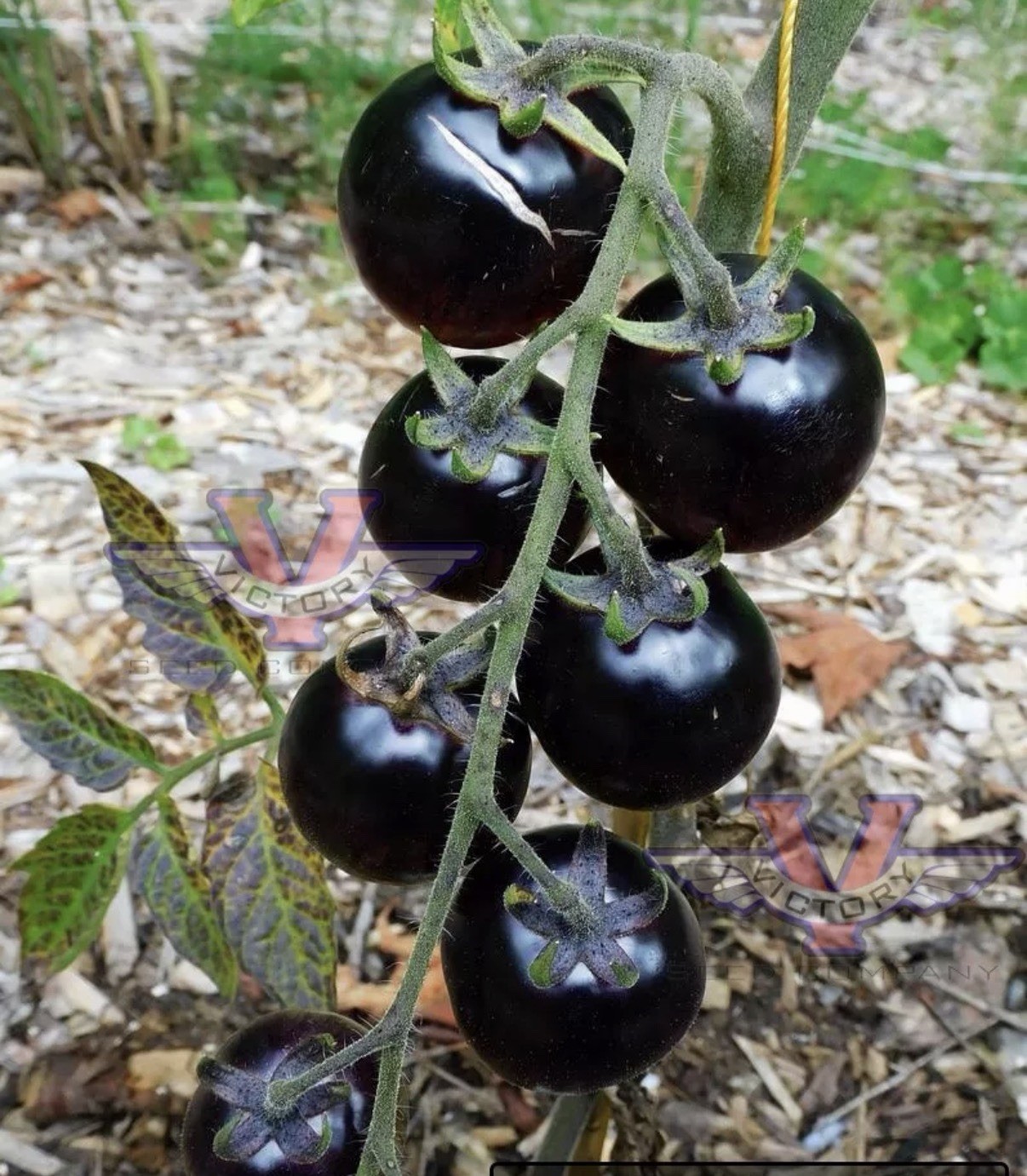 Black Cherry Tomato Seeds Heirloom Non GMO Sweet Juicy Garden Planting 50 Seeds