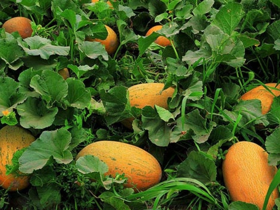 Chinese Hami Melon 哈密瓜 Large 4-7lb fruits Sweet & Crunch 20 Seeds