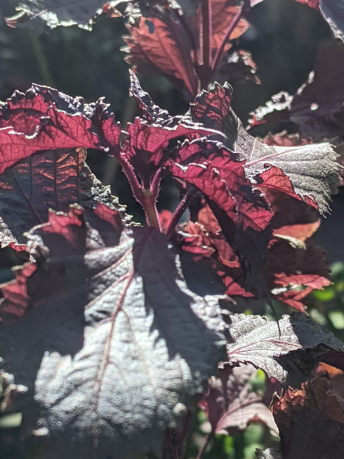 Purple Basil Perilla (100+ Seeds) Shiso Red Mint – 2023 Harvest Grown In The USA