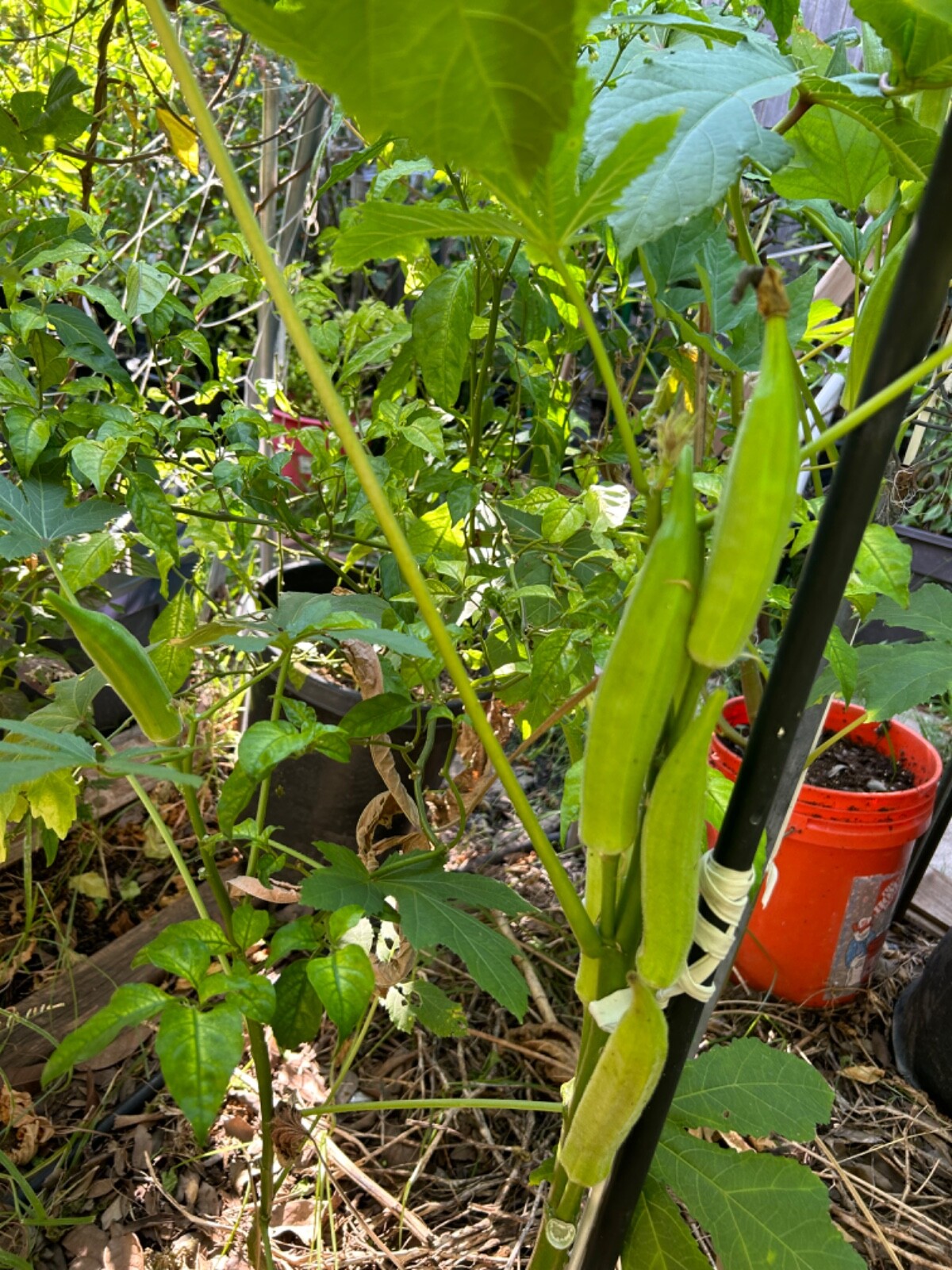 30+ Cajun Delight Okra Seeds