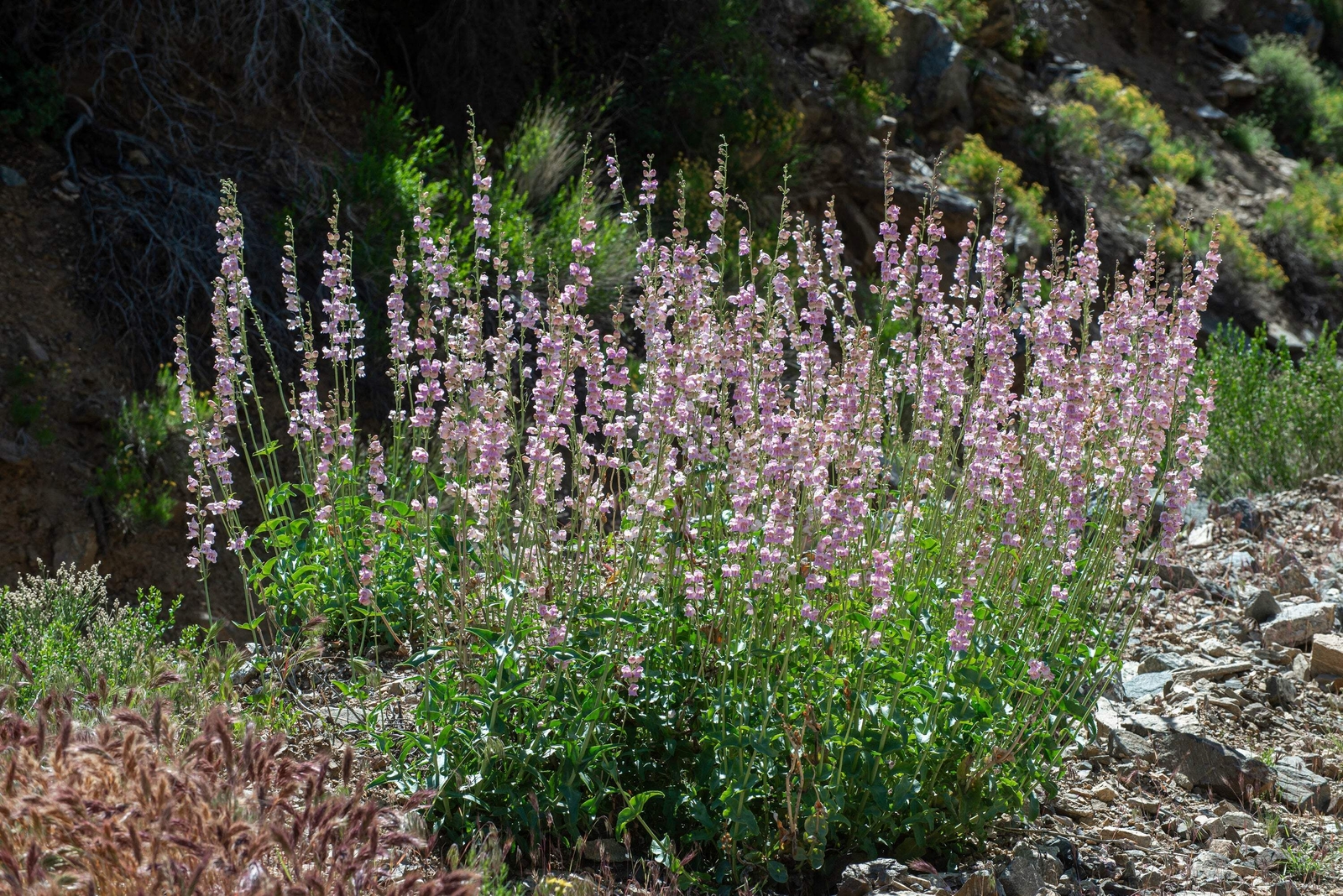 300 PALMERS PENSTEMON (Beardtongue / Balloon Flower) Penstemon Palmeri Flower Se