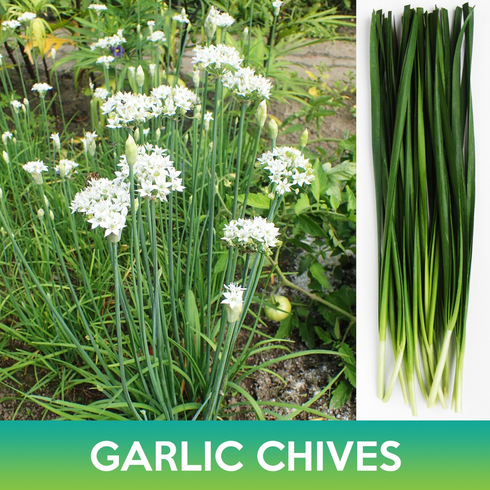 Garlic Chives Seeds, Allium tuberosum
