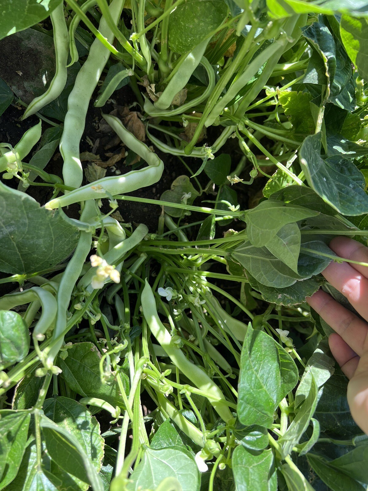 60Ct Bush Bean Seeds Vegetable Garden Heavy producer NON-GMO 60粒高产地豆王、无架白不老种子