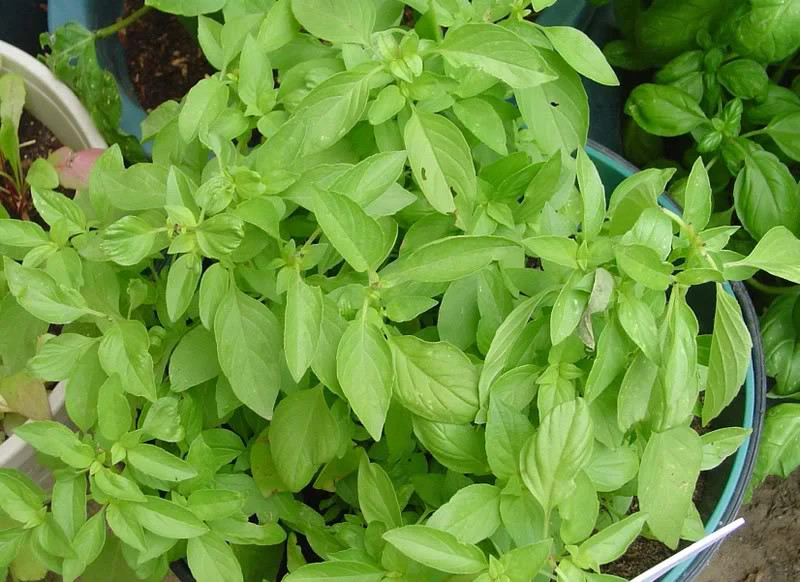 Lemon Basil Seeds |Lao Thai Basil Citrus Lime Asian Herb Seed 2024 Fast Shipping