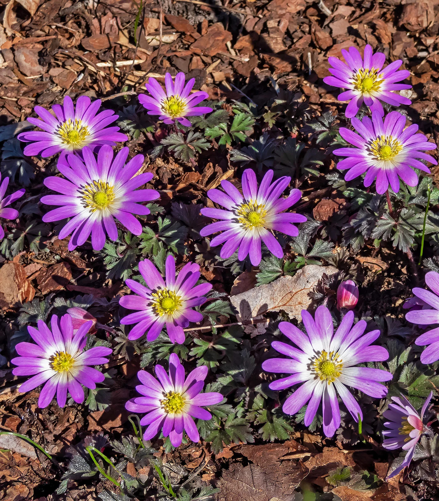 Charmer Anemone blanda – 25 bulbs