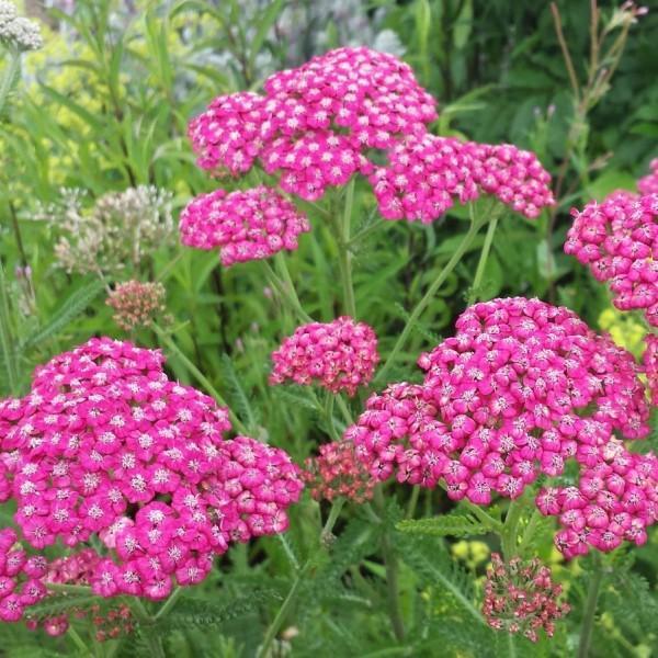 Cerise Queen Yarrow Seeds | 250 – 5,000 Seeds | Non-GMO | Free Shipping | 1268