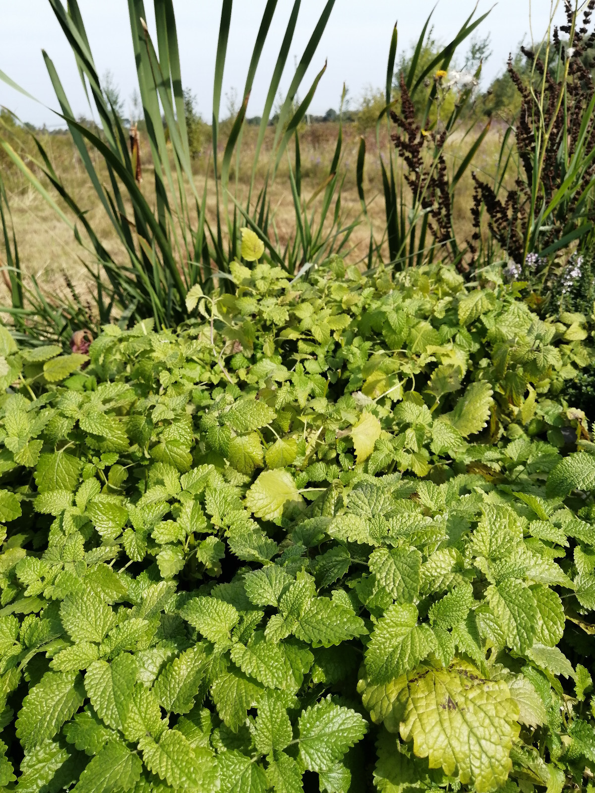 1000 Lemon Balm Herb Seeds Melissa officinalis for Mint Tea Pot Container Garden